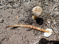 Battarrea phalloides?