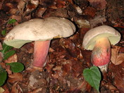 Boletus calopus