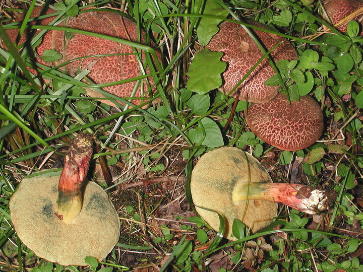 Boletus chrysenteron