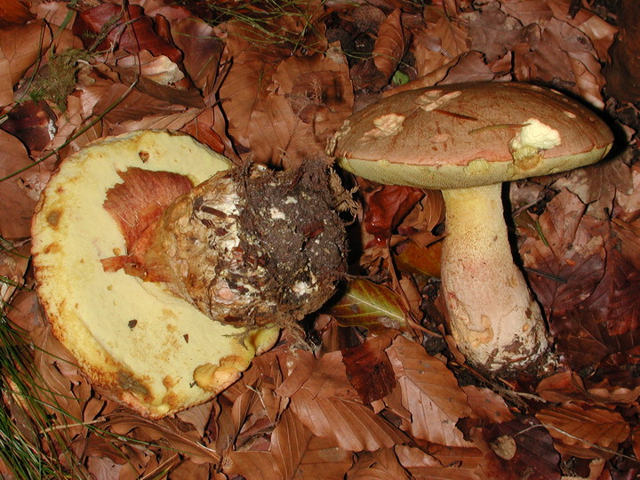 Boletus appendiculatus