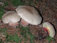 Boletus calopus