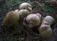 Boletus parasiticus