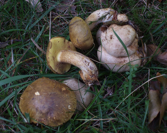 Boletus parasiticus