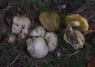 Boletus parasiticus