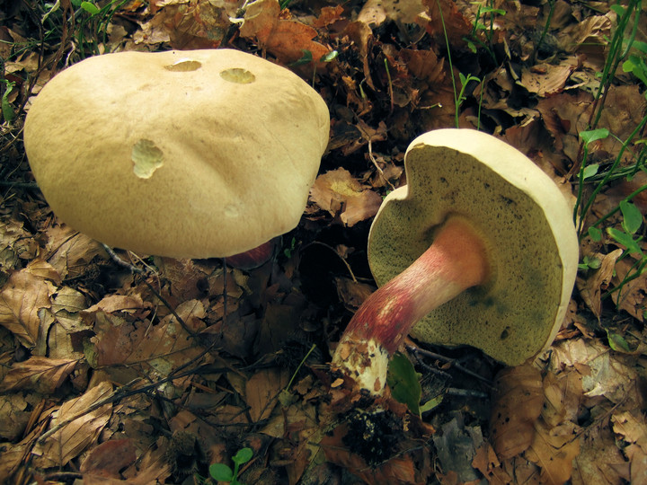 Boletus calopus