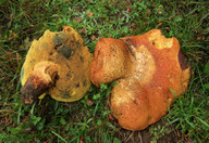 Boletus appendiculatus