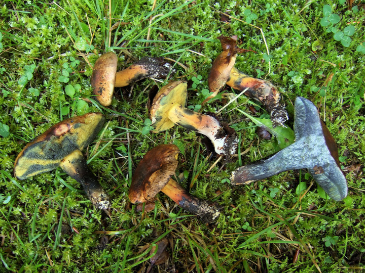 Boletus pulverulentus