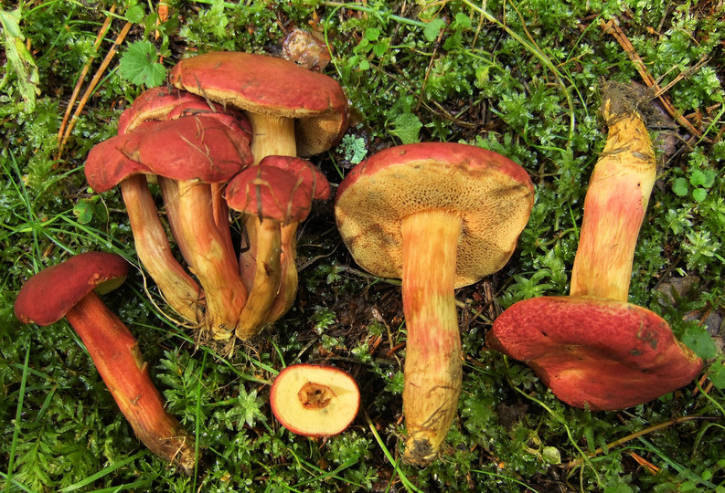 Boletus rubellus