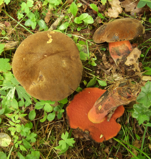 Boletus luridiformis