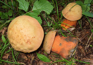 Boletus luridus