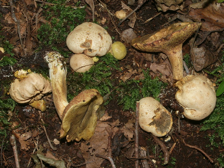 Boletus parasiticus