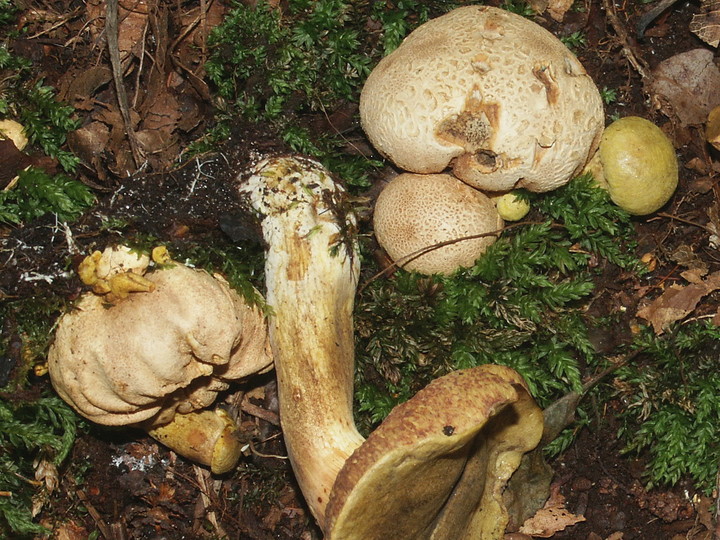 Boletus parasiticus