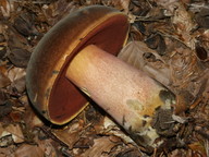 Boletus luridiformis