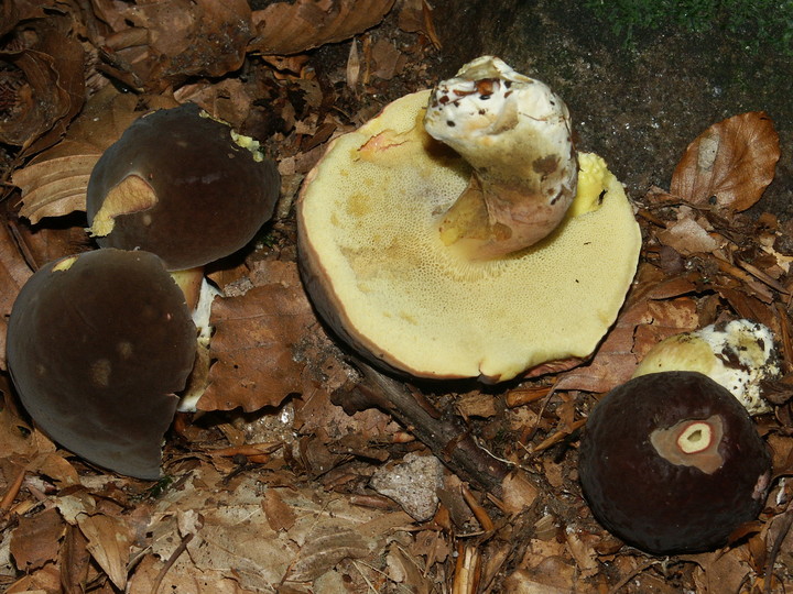 Boletus pruinatus