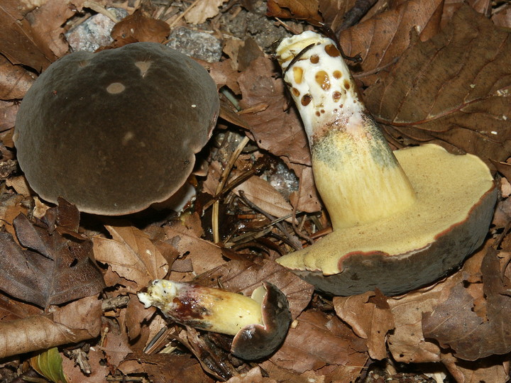 Boletus pruinatus