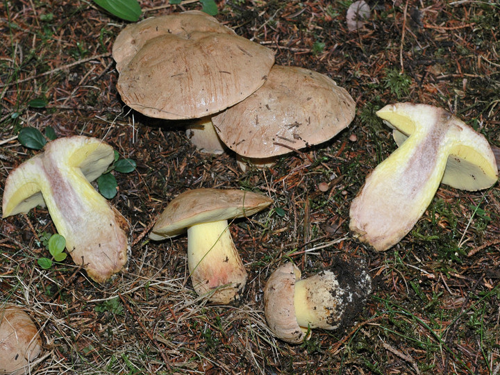 Boletus appendiculatus