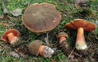 Boletus luridiformis