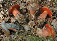 Boletus luridiformis