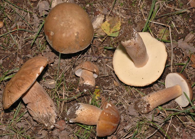 Boletus reticulatus