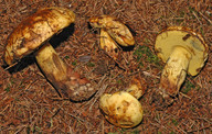 Boletus junquilleus