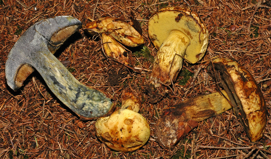 Boletus junquilleus