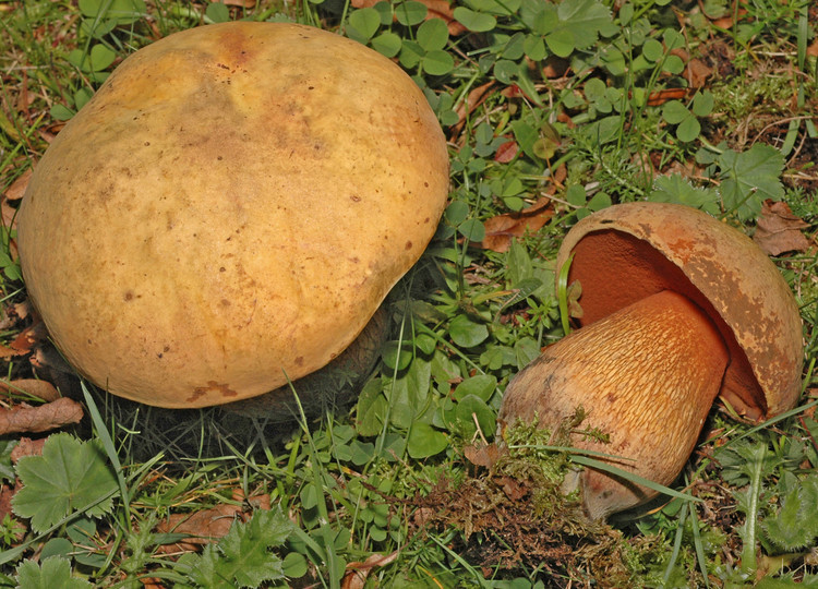 Boletus luridus