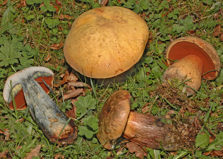 Boletus luridus