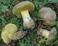 Boletus fechtneri