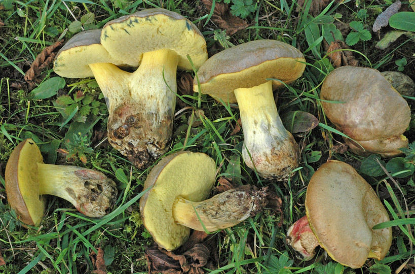 Boletus fechtneri