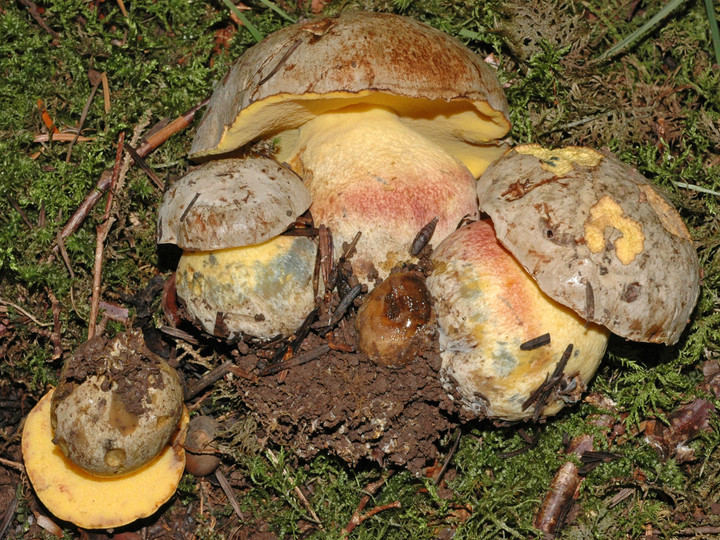 Boletus fechtneri