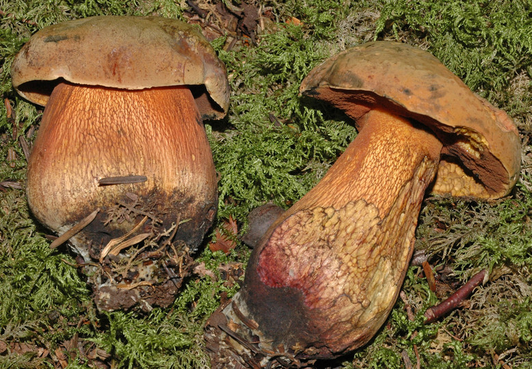 Boletus luridus