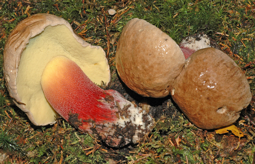 Boletus calopus