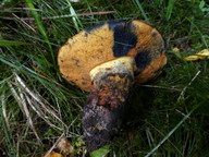 Boletus queletii