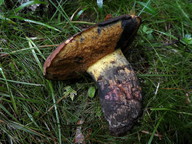 Boletus queletii