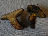 Boletus queletii