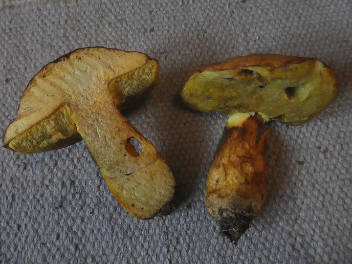 Boletus appendiculatus