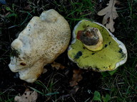 Boletus radicans