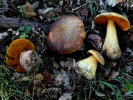 Boletus luridus