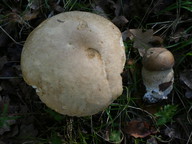 Boletus reticulatus