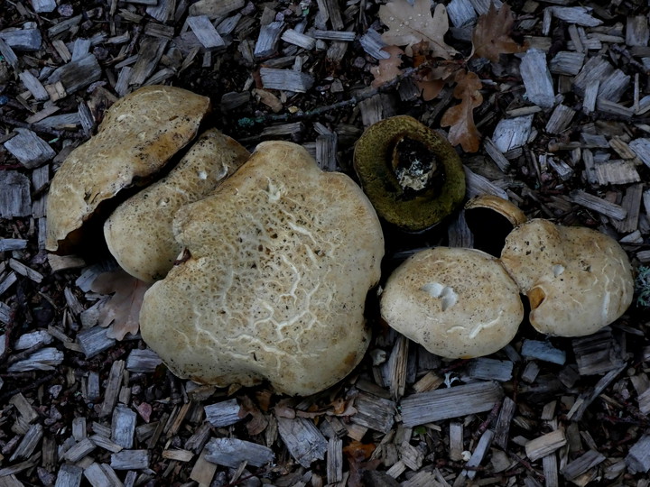 Boletus radicans