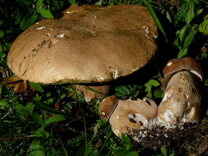 Boletus reticulatus