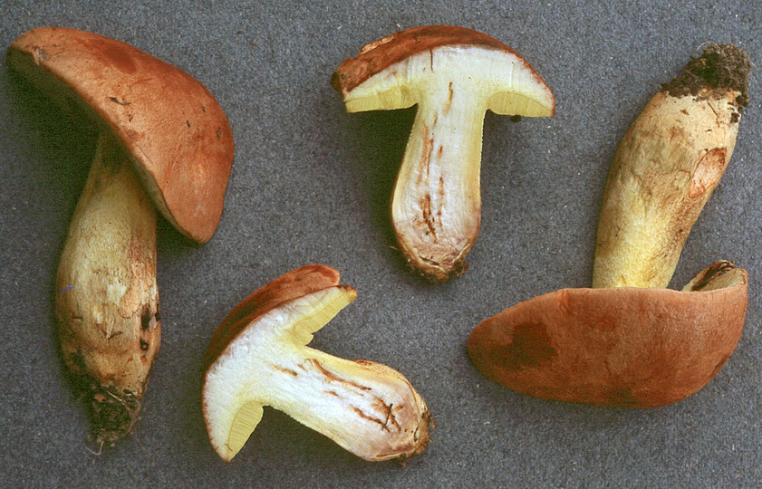 Boletus appendiculatus