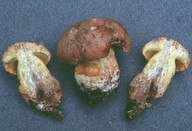 Boletus appendiculatus