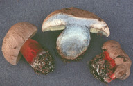 Boletus calopus