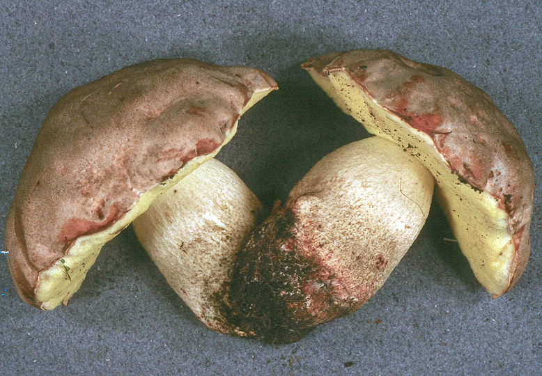 Boletus impolitus