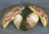 Boletus impolitus