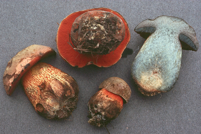 Boletus luridus