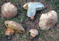 Boletus radicans