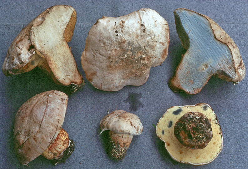 Boletus radicans