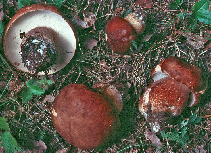 Boletus reticulatus?